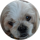 Darlene Serrago profile picture